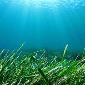 Mikroalgen und Seetang im Wasser