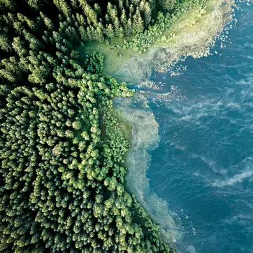 Aerial view of a lush green forest meeting a calm blue body of water. The dense trees create a vibrant green landscape, while the water's edge is lined with aquatic plants and gentle ripples, showcasing the natural beauty of the environment.