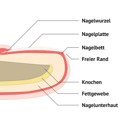 Aufbau und Funktion von Fingernägeln